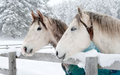 Caring for Livestock During Winter Temperatures